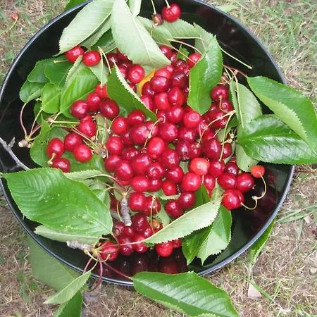 Bed and Breakfast Mas Myro